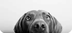 Gros plan en noir et blanc d’un chien au regard expressif, museau levé vers l’objectif. Illustration de la nouvelle « Une vie de chien » d’Hervé Gransart.