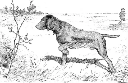 Gravure ancienne d’un chien de chasse à l’arrêt dans un champ, chasseur en arrière-plan. Illustration de la nouvelle « La Belle Action du chasseur » d’Hervé Gransart.